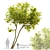 Majestic American Elm Tree 3D model small image 1