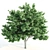Tall Elm Trees: 14-16m 3D model small image 3