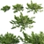 2014 Juniperus Horizontalis Model - High Quality 3D Plant 3D model small image 1