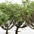 Acacia 02 Tree Collection: Variety of Heights & Excellent 3D Detail 3D model small image 4