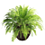 Versatile Plant Collection - High Detail 3D model small image 2