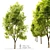  Majestic Alder Tree - 15m Tall 3D model small image 1