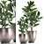 Exotic Plant Collection: Frangipani & Plumeria 3D model small image 1