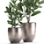 Exotic Plant Collection: Frangipani & Plumeria 3D model small image 2