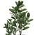 Exotic Plant Collection: Frangipani & Plumeria 3D model small image 3