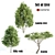 Trio of Towering Trees: Laurus, Silky Oak, Acacia 3D model small image 1