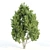 Trio of Towering Trees: Laurus, Silky Oak, Acacia 3D model small image 2