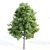 Trio of Towering Trees: Laurus, Silky Oak, Acacia 3D model small image 4