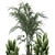 Tropical Plant Collection - Exotic & Decorative Palms 3D model small image 4