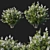 White Myrtle Bush: 2014 Edition 3D model small image 1