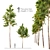 Twin Pine Trees: 7m - 14m 3D model small image 1