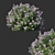 Nerium Oleander Bush: Lush & Lifelike Desk Decor 3D model small image 1