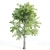 13m Vray Tree Set 3D model small image 3