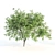 13m Vray Tree Set 3D model small image 4