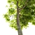  Majestic Arizona Ash Tree: Two Stunning Models! 3D model small image 2