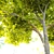  Majestic Maple Tree: 8m Height 3D model small image 3