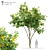 Gilded Canopy: Majestic 7m Golden Rain Tree 3D model small image 1