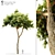  Majestic Stone Pine Tree 3D model small image 1