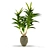 Tropical Dracaena: Healthy Houseplant 3D model small image 1