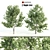 Tall Maple Tree Pair, 9-10m 3D model small image 1