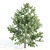 Tall Maple Tree Pair, 9-10m 3D model small image 2