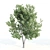 Tall Maple Tree Pair, 9-10m 3D model small image 3