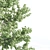 Tall Maple Tree Pair, 9-10m 3D model small image 4