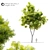 Tall African Fern Pine: Stunning and Detailed 3D model small image 1