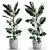 Variegated Rubber Plant: Indoor Beauty 3D model small image 1