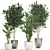 Tropical Plant Collection: Ficus, Howea, & Palm 3D model small image 1