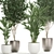 Tropical Plant Collection: Ficus, Howea, & Palm 3D model small image 2