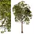 Laurus Nobilis: Round Bay Trees Set 3D model small image 4