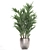 Exotic Plant Collection: Howea, Kentia & More 3D model small image 2