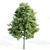 Trio of Majestic V-Ray Trees 3D model small image 4