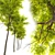 Siberian Elm Tree - 9m Height 3D model small image 2