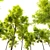 Siberian Elm Tree - 9m Height 3D model small image 3