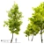 Robust Black Locust Tree: 15m Height 3D model small image 1