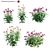 Echinacea Purpurea: Vibrant Coneflower 3D model small image 1