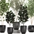 Exotic Plant Collection: Indoor & Outdoor Accent 3D model small image 4