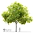 Blue Ash Tree: Height 12m 3D model small image 1