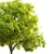 Blue Ash Tree: Height 12m 3D model small image 4