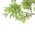 Twin Acacia Trees: 1.2m & 1.3m 3D model small image 4