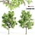 Twin Acacia Trees: 1.2m & 1.3m 3D model small image 5
