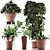 Exotic Plants Assortment: Alocasia, Sansevieria, Schefflera, Agave 3D model small image 1