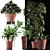 Exotic Plants Assortment: Alocasia, Sansevieria, Schefflera, Agave 3D model small image 3