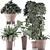 Exotic Plants Assortment: Alocasia, Sansevieria, Schefflera, Agave 3D model small image 4