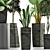 Exotic Plant Collection: Alocasia, Sansevieira, Schefflera, Agave 3D model small image 2