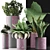 Exotic Plant Collection: Alocasia, Sansevieira, Schefflera, Agave 3D model small image 4