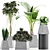 Exotic Plants Collection: Alocasia, Sansevieria, Schefflera & Agave 3D model small image 1