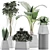 Exotic Plants Collection: Alocasia, Sansevieria, Schefflera & Agave 3D model small image 4